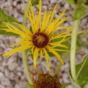 INULA helenium