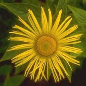 INULA hookeri