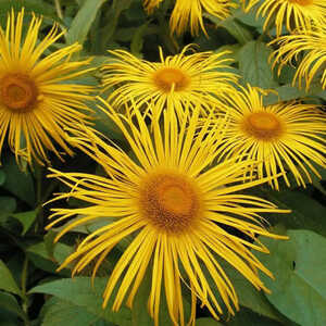 INULA orientalis (glandulosa)