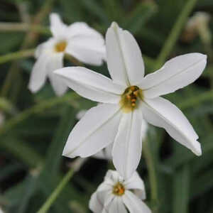 IPHEION 'Alberto Castillo'