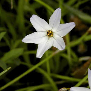 IPHEION uniflorum 'Album'