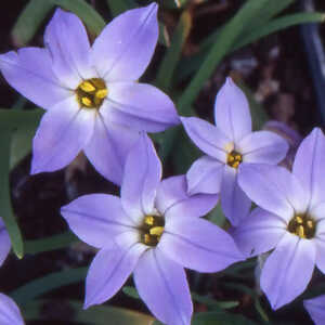 IPHEION uniflorum