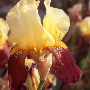 IRIS b-e 'Accent Variegata'