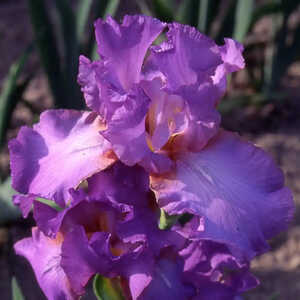 IRIS b-e 'Amethyst Flame'