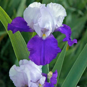 IRIS b-e 'Arpège'