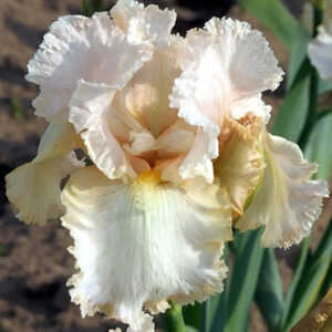 IRIS b-e 'Buffy'