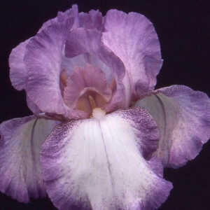 IRIS b-e 'Casino Queen'