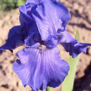 IRIS b-e 'Crystal Blue'