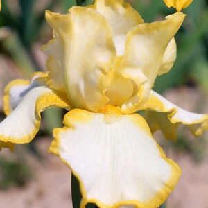 IRIS b-e 'Easter Time'