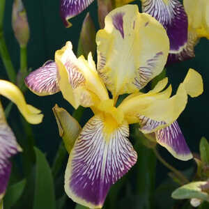 IRIS b-e 'Flaming Dragon'
