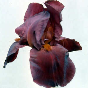 IRIS b-e 'Frontier Marshall'