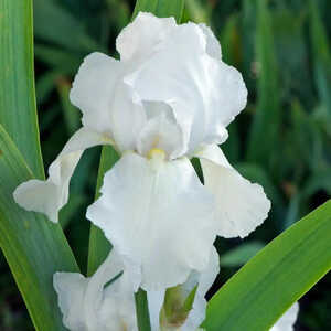 IRIS b-e 'Glacier'