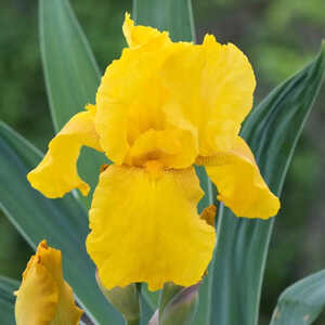 IRIS b-e 'Granada Gold'