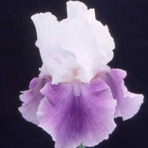 IRIS b-e 'Margarita'