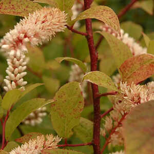 ITEA japonica 'Beppu'