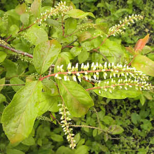 ITEA virginica 'Henry's Garnet'