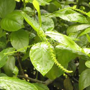 ITEA yunnanensis