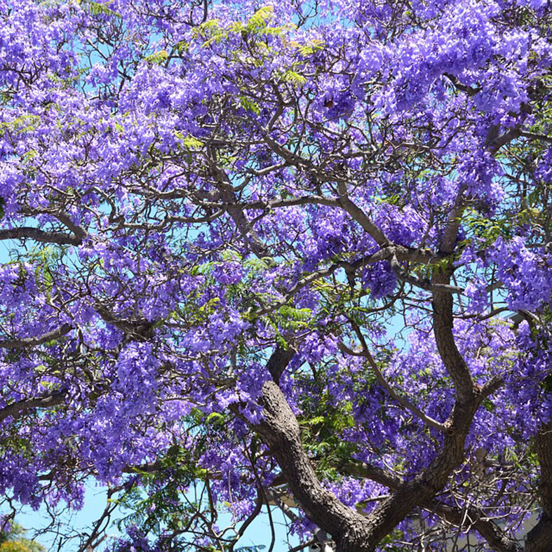 JACARANDA mimosifolia