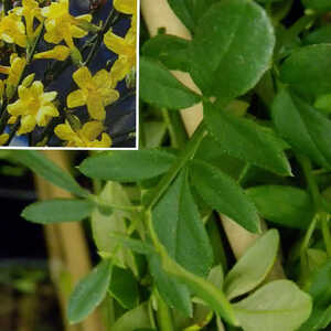 JASMINUM nudiflorum