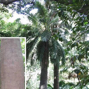 JUBAEA chilensis