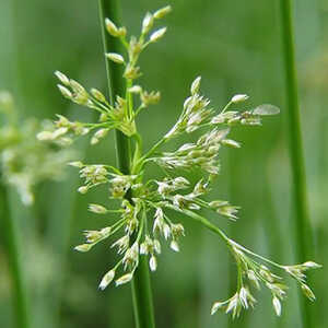 JUNCUS effusus