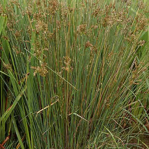 JUNCUS inflexus (glaucus)