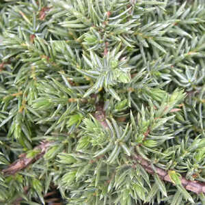 JUNIPERUS communis 'Green Carpet'