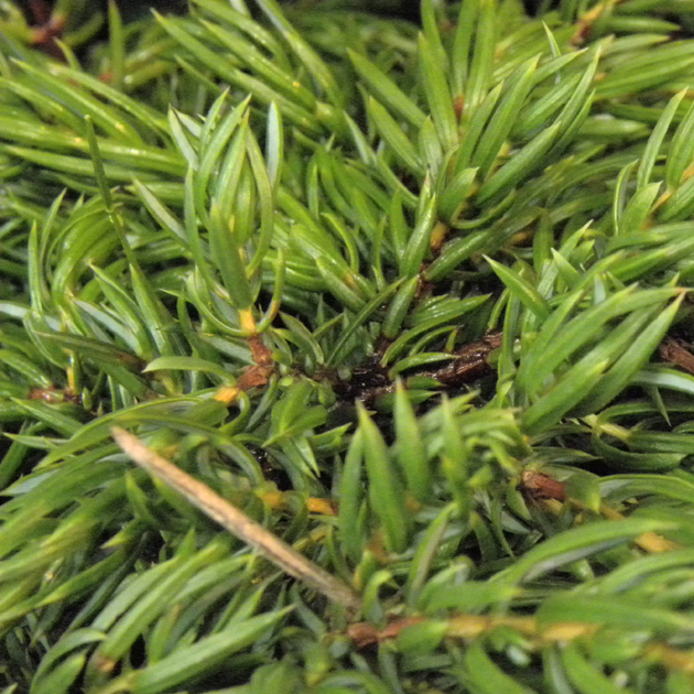 JUNIPERUS communis 'Repanda'