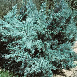 JUNIPERUS x pfitzeriana 'Pfitzeriana Glauca'