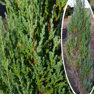 JUNIPERUS scopulorum 'Blue Arrow'