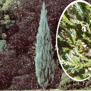 JUNIPERUS scopulorum 'Skyrocket'