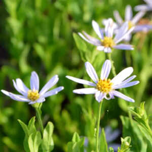 KALIMERIS incisa 'Blue Star'