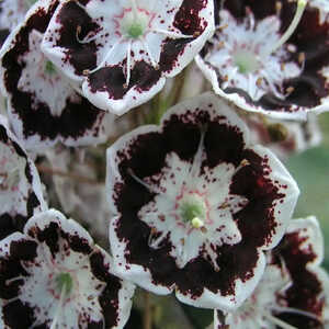 KALMIA latifolia 'Black Label'