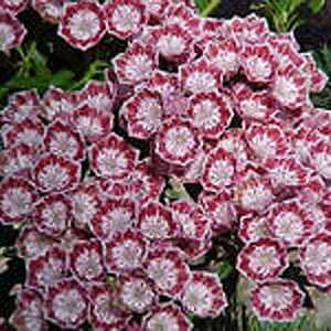 KALMIA latifolia 'Minuet'