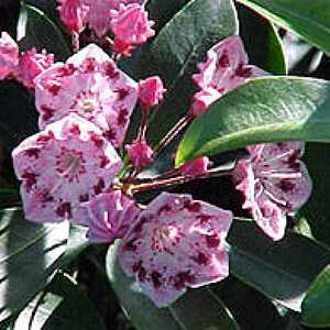 KALMIA latifolia 'Olympic Wedding'