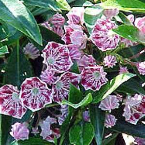 KALMIA latifolia 'Pinwheel'