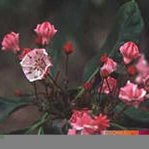 KALMIA latifolia 'Quinnipiac'