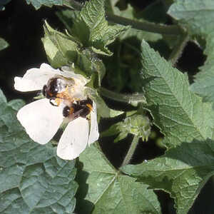 KITAIBELA vitifolia