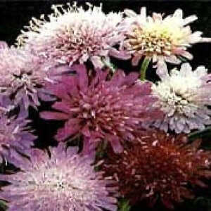 KNAUTIA macedonica 'Melton Pastels'