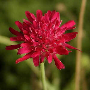 KNAUTIA macedonica