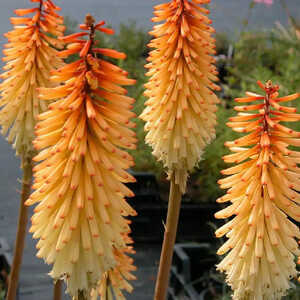 KNIPHOFIA 'Aurore'