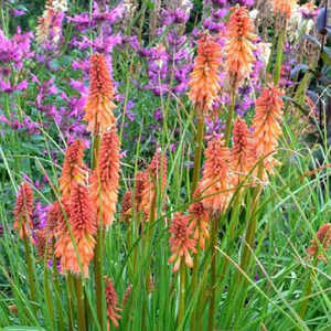 KNIPHOFIA 'Creamsicle'®