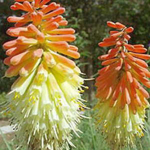 KNIPHOFIA 'Express'