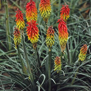 KNIPHOFIA hirsuta 'Fire Dance'