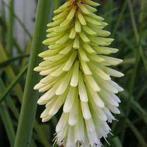 KNIPHOFIA 'Ice Queen'