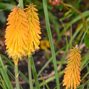 KNIPHOFIA 'Mango Popsicle'®