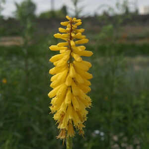 KNIPHOFIA 'Minister Verschuur'
