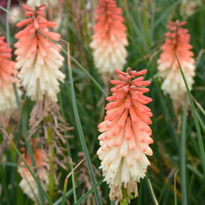 KNIPHOFIA 'Orange Vanilla Popsicle'Â®