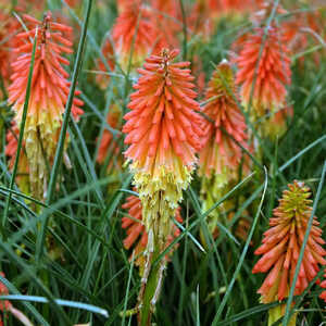 KNIPHOFIA 'Papaya Popsicle'®