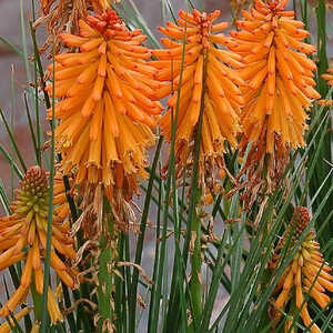 KNIPHOFIA 'Poco Orange'